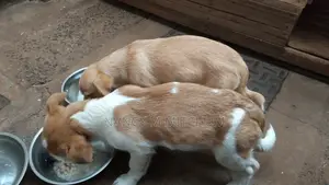 Male Mixed Breed Dachshund Puppy, 1-3 Months