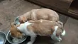 Male Mixed Breed Dachshund Puppy, 1-3 Months - 1