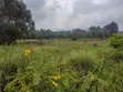 Eneo la 50x100 Karai Kikuyu Huru lenye Hati Miliki - 1