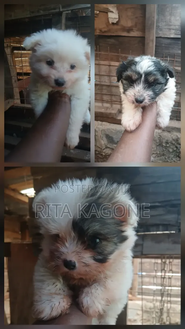 Female Purebred Havanese Puppy (1-3 Months) - 1