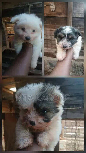 Female Purebred Havanese Puppy (1-3 Months)