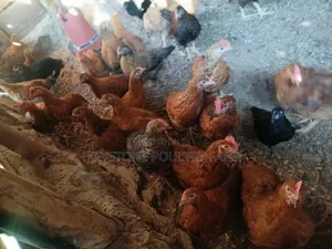 Kuku wa Kienyeji wa Sasso Walioboreshwa