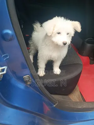 Vimbaraka vya Kisasa vya Maltese - Miezi 1-3