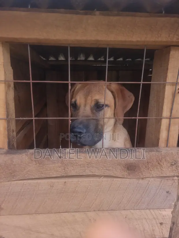 Mbwa Mzazi wa Boerboel - Miezi 8 - 1
