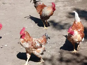 Kienyeji Cocks for Sale