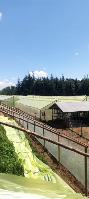 Wooden Greenhouse Installation