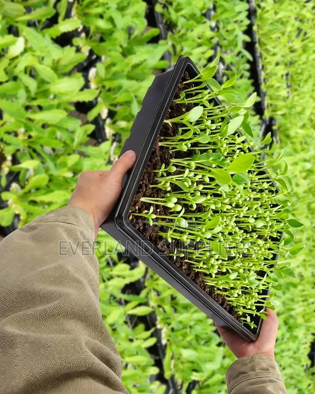 High-Quality Hydroponic Trays - No Holes - 1