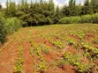 Nanyuki Kalalu 6.75 Acres with 3-Bedroom Bungalow - 4