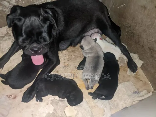 Kinda Safi Kike cha Pug (Miezi 3-6) - 1