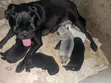 Kinda Safi Kike cha Pug (Miezi 3-6) - 1