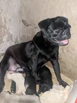 Kinda Safi Kike cha Pug (Miezi 3-6) - 2
