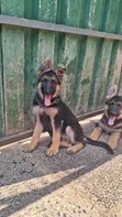 Female Purebred German Shepherd Puppy (3-6 Months) - 1