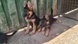 Female Purebred German Shepherd Puppy (3-6 Months) - 2