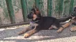 Female Purebred German Shepherd Puppy (3-6 Months) - 3