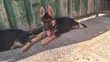 Female Purebred German Shepherd Puppy (3-6 Months) - 4