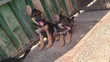 Female Purebred German Shepherd Puppy (3-6 Months) - 5