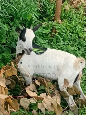 Dairy Goat for Sale