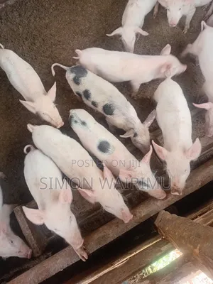 Viguru vya Nguruwe (Miezi 2.5)