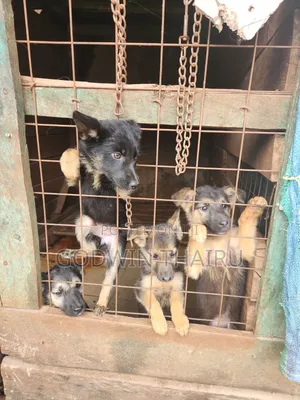 Female Mixed Breed German Shepherd Puppy, 1-3 Months