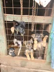 Female Mixed Breed German Shepherd Puppy, 1-3 Months - 1