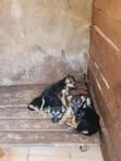 Female Mixed Breed German Shepherd Puppy, 1-3 Months - 2
