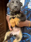 Female Mixed Breed German Shepherd Puppy, 1-3 Months - 3