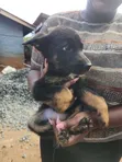 Female Mixed Breed German Shepherd Puppy, 1-3 Months - 4