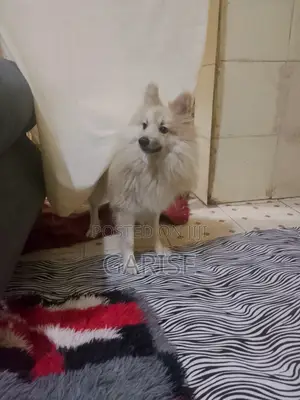 Male Mixed Breed Japanese Spitz, 1+ Year