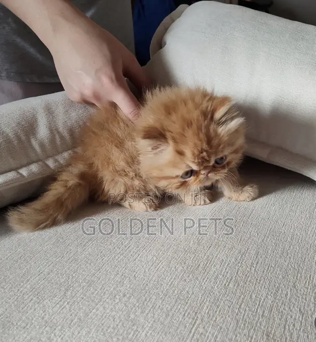 Kitten Mwanamke Mzazi wa Persi, Miezi 1-3 - 1