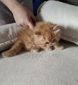 Kitten Mwanamke Mzazi wa Persi, Miezi 1-3