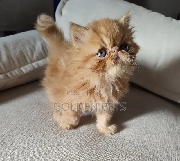 Purebred Persian Kitten - 1-3 Months Female - 1