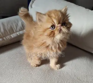 Purebred Persian Kitten - 1-3 Months Female