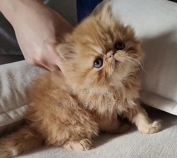 Purebred Persian Kitten - 1-3 Months Male - 1