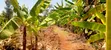2 Acres Land for Sale in Nyangati, Kirinyaga - 2