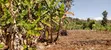2 Acres Land for Sale in Nyangati, Kirinyaga - 3