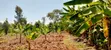 2 Acres Land for Sale in Nyangati, Kirinyaga - 4
