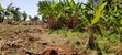 2 Acres Land for Sale in Nyangati, Kirinyaga - 5
