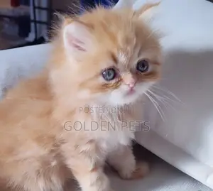 Purebred Persian Kitten - 1-3 Months Old