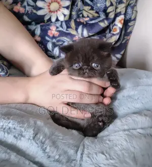 Purebred Persian Kitten - 1-3 Months Old
