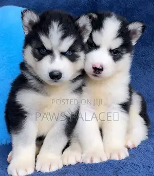 Mbwa Mzuri wa Kisiberia Husky, Miezi 3-6