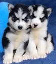 Mbwa Mzuri wa Kisiberia Husky, Miezi 3-6 - 1