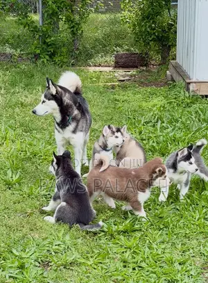 Purebred Siberian Husky Puppy (Female, 3-6 Months)