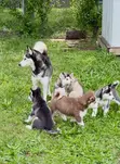 Purebred Siberian Husky Puppy (Female, 3-6 Months) - 1
