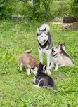 Purebred Siberian Husky Puppy (Female, 3-6 Months) - 2