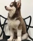 Purebred Siberian Husky Puppy (Female, 3-6 Months) - 3