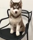 Purebred Siberian Husky Puppy (Female, 3-6 Months) - 4