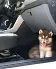 Purebred Siberian Husky Puppy (Female, 3-6 Months) - 5