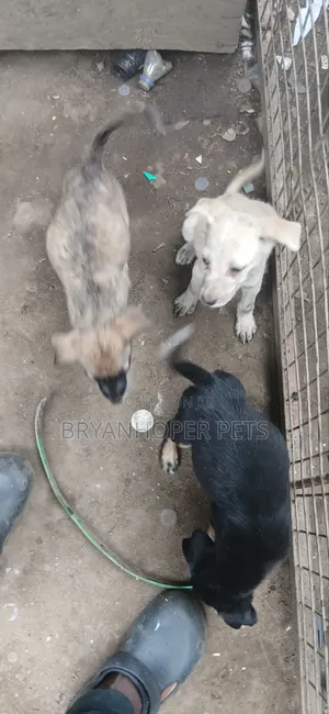 3-6 Month Female German Shepherd Mix Puppy