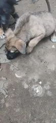 Mbwa wa Kike wa Mchanganyiko wa German Shepherd (Miezi 3-6) - 2
