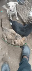 Mbwa wa Kike wa Mchanganyiko wa German Shepherd (Miezi 3-6) - 3